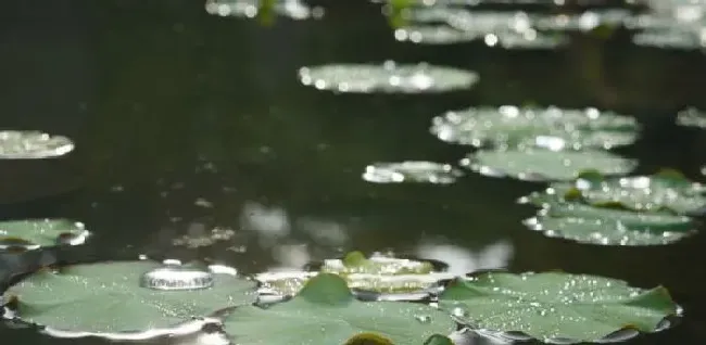 雨水天气，养殖户如何预防鱼虾病害的发生？