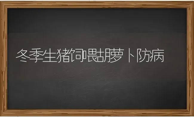 冬季生猪饲喂胡萝卜防病 | 家畜养殖