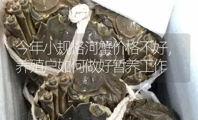 今年小规格河蟹价格不好，养殖户如何做好暂养工作 | 淡水养殖