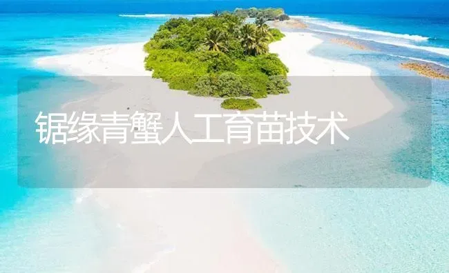 锯缘青蟹人工育苗技术 | 海水养殖