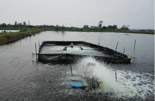 没海水，水太淡，咋养虾？围角标粗淡化来解决