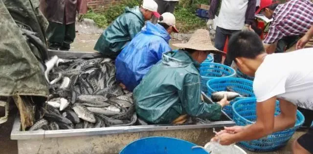 应激宝助生鱼出鱼没烦恼，再不用为“白身”发愁了