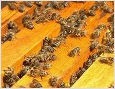 蜜蜂养殖技术 | 动物养殖知识