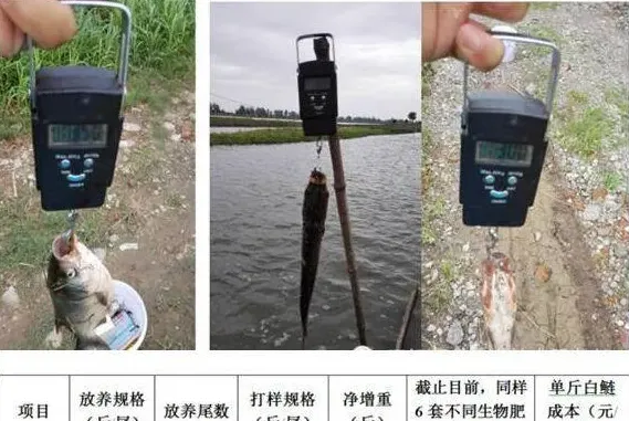 海联科“藻源素”阶段性肥水效果跟踪实例