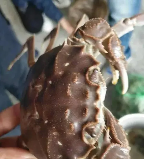 老司机教你如何有效养殖大规格大闸蟹