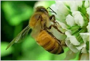 沂源蜜蜂养殖成大产业 | 动物养殖技术