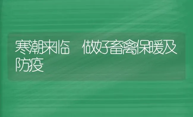 寒潮来临 做好畜禽保暖及防疫 | 家禽养殖