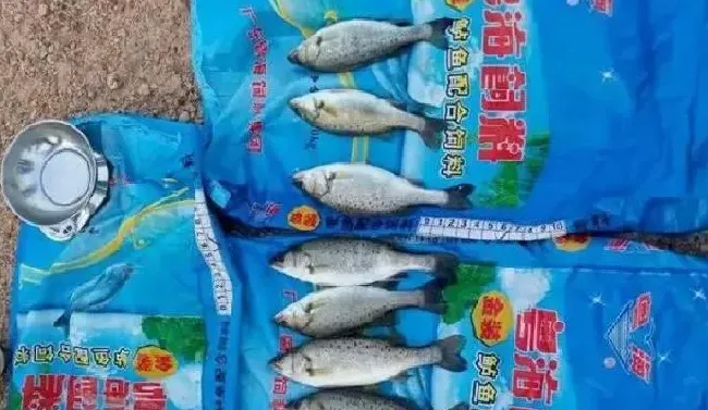 粤海金装鲈鱼料突击60天养殖海鲈鱼 健康快大抢大钱