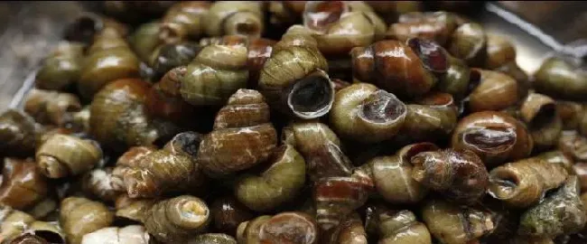 多放螺蛳真的能提高螃蟹产量吗？
