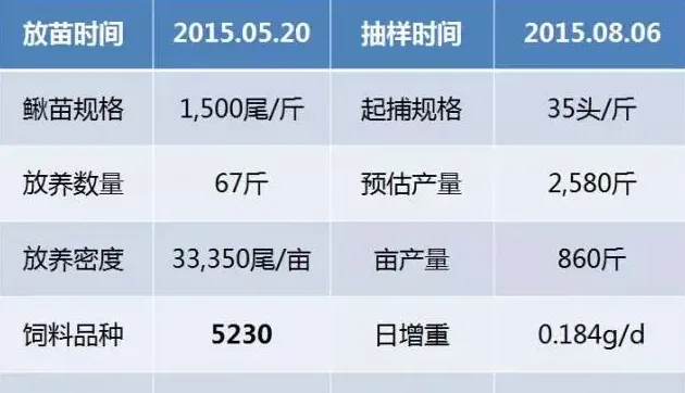 台湾泥鳅养殖饵料系数较低 养大了再卖更合算