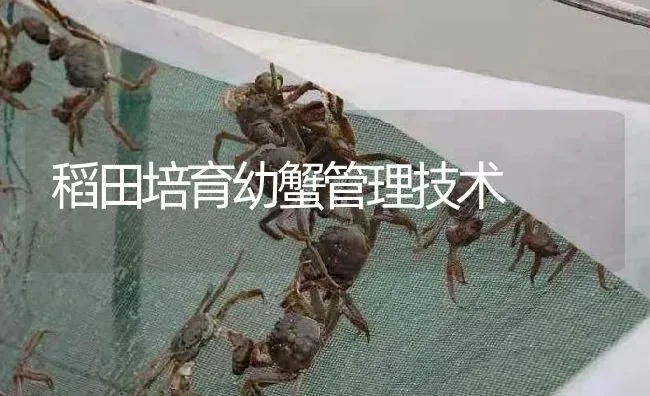 稻田培育幼蟹管理技术 | 淡水养殖
