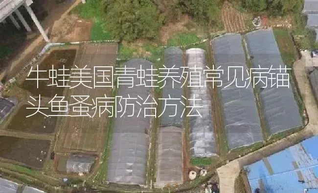 牛蛙美国青蛙养殖常见病锚头鱼蚤病防治方法 | 特种养殖