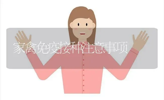 家禽免疫接种注意事项 | 家禽养殖