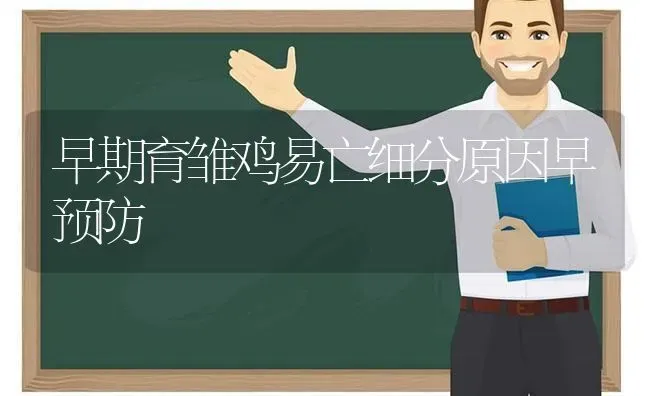 早期育雏鸡易亡细分原因早预防 | 家禽养殖