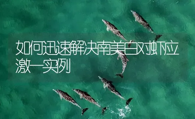 如何迅速解决南美白对虾应激一实例 | 海水养殖