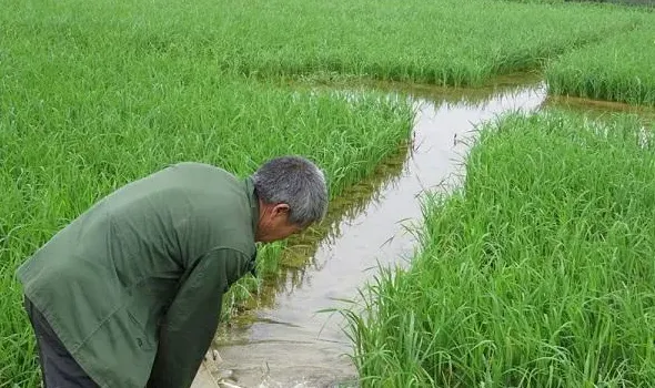 稻田养鱼模式应用特点及思考