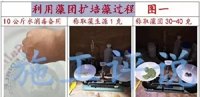 为什么最近养殖水体亚硝酸盐特别容易升高？