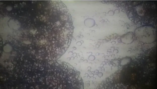 南美白对虾肝萎缩空肠胃的处理方法