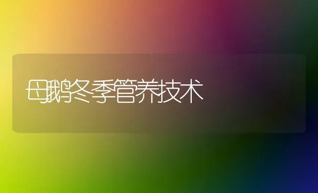 母鹅冬季管养技术 | 家禽养殖