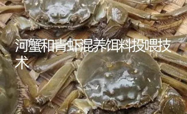 河蟹和青虾混养饵料投喂技术 | 淡水养殖