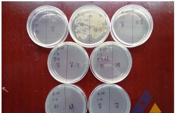 罗非鱼类立克次体病一例