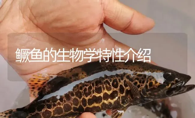 鳜鱼的生物学特性介绍 | 淡水养殖