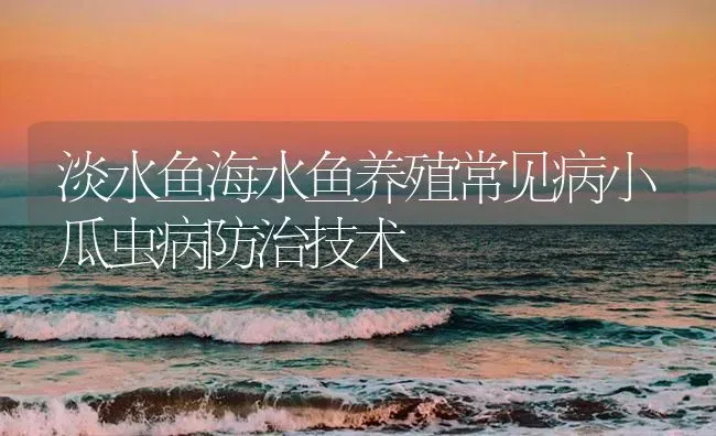 淡水鱼海水鱼养殖常见病小瓜虫病防治技术 | 养殖病虫害防治