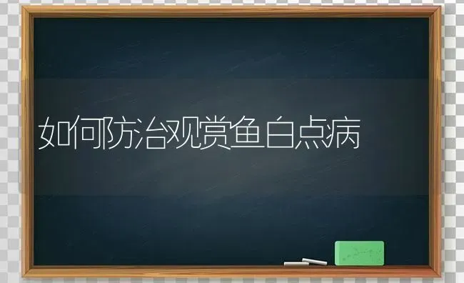 如何防治观赏鱼白点病 | 淡水养殖