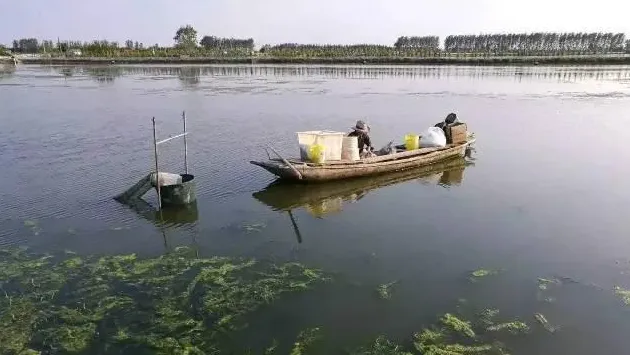 老司机教你如何有效养殖大规格大闸蟹