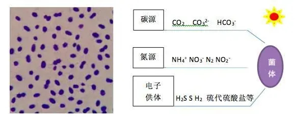 涨姿势！对虾养殖中常见有益菌原来都是这样“工作”的