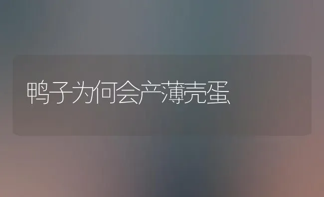 鸭子为何会产薄壳蛋 | 家禽养殖