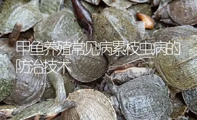 甲鱼养殖常见病累枝虫病的防治技术 | 淡水养殖