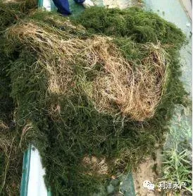 【技术分享】高温季节虾蟹养殖户如何保好伊乐藻
