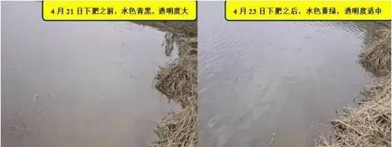 海联科“藻源素”阶段性肥水效果跟踪实例