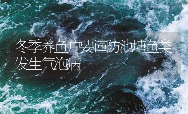 冬季养鱼户要谨防池塘鱼类发生气泡病 | 养殖病虫害防治