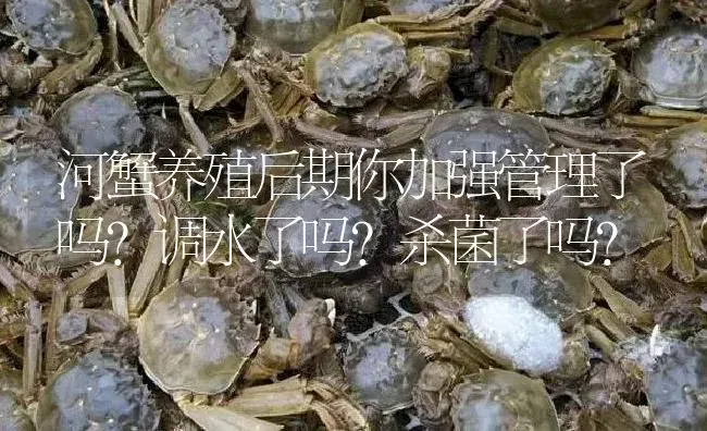 河蟹养殖后期你加强管理了吗？调水了吗？杀菌了吗？ | 淡水养殖