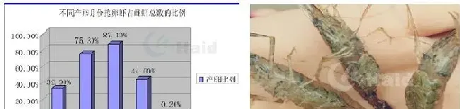 最高卖价可达90元/斤的青虾，当年苗2-3个月可养成！育苗技术掌握了吗？