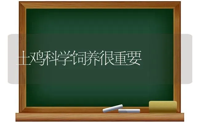 土鸡科学饲养很重要 | 家禽养殖