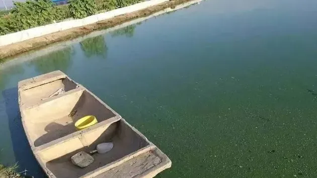 老司机教你如何有效养殖大规格大闸蟹