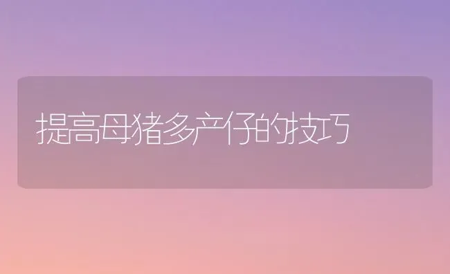 提高母猪多产仔的技巧 | 家畜养殖