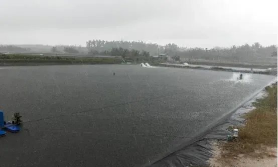 雨季要留意强降雨引起对虾应激的处理方法