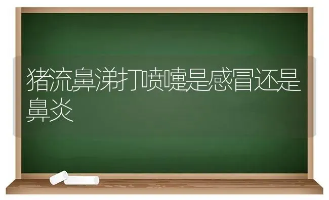 猪流鼻涕打喷嚏是感冒还是鼻炎 | 家畜养殖