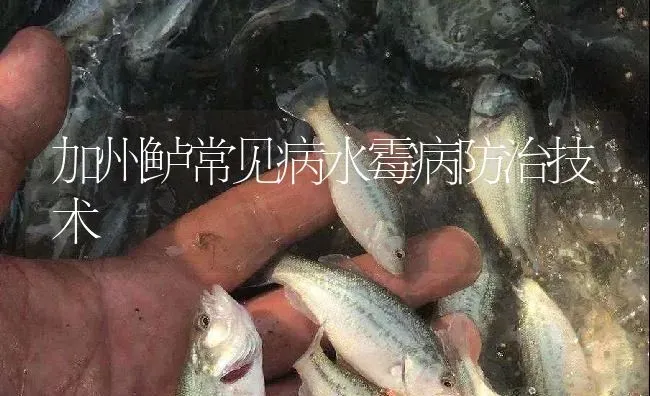 加州鲈常见病水霉病防治技术 | 淡水养殖