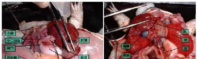 探讨黑斑蛙人工养殖的前世今生及未来，从了解它的自然生态习性和生理结构特点开始