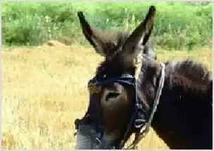 逆势养驴成全国驴产业大旗 | 动物养殖技术