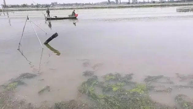 老司机教你如何有效养殖大规格大闸蟹