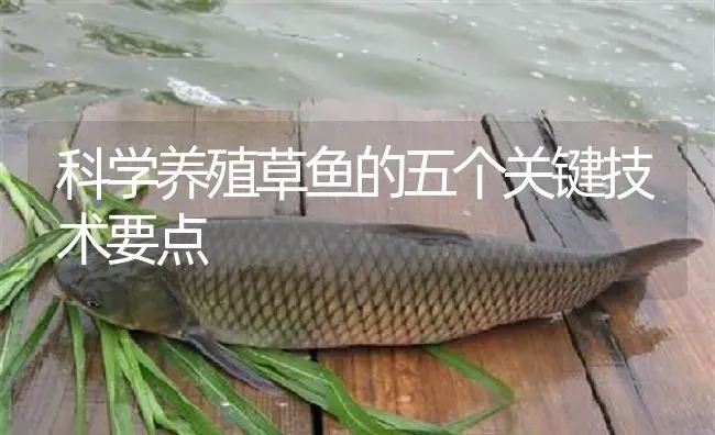 科学养殖草鱼的五个关键技术要点 | 淡水养殖
