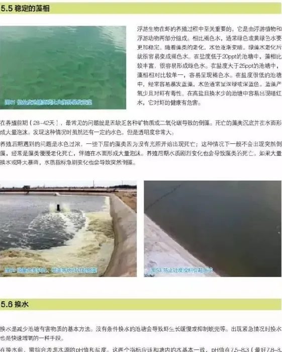 南美白对虾养殖户如何做好水质管理工作