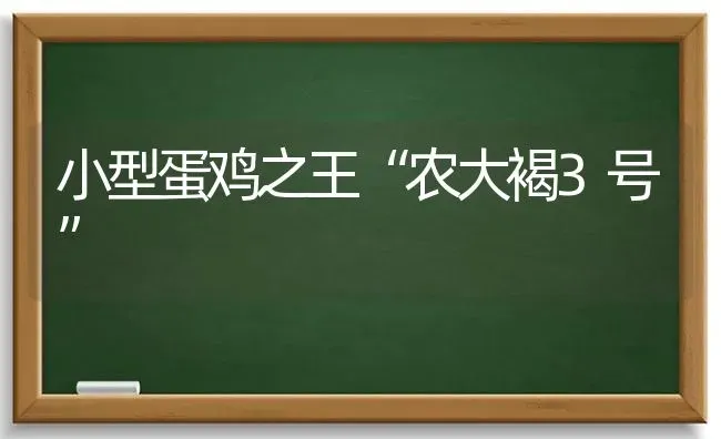 小型蛋鸡之王“农大褐3号” | 家禽养殖