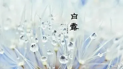 白露季节到了，四大家鱼养殖需要注意什么？